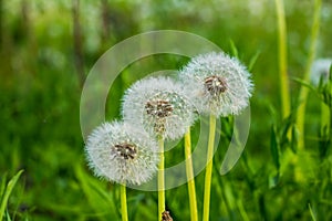 Dandelion field fluffy dandelion Part of a meadow, in the background. Beautiful white dandelion flowers in green grass