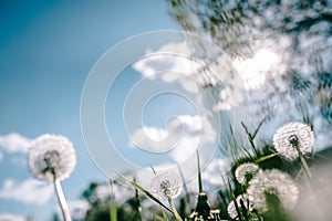 Dandelion field. fluffy dandelion. Part of a meadow, in the background. Beautiful white dandelion flowers in green grass, in soft