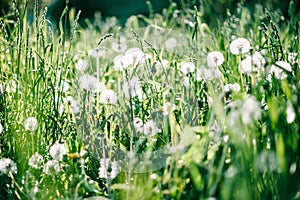 Dandelion field. fluffy dandelion. Part of a meadow, dandelions in the background. Beautiful white dandelion flowers in green