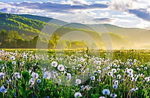 Dandelion field on foggy sunrise