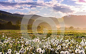 Dandelion field on foggy sunrise