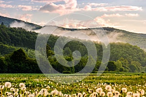 Dandelion field at foggy sunrise in mountains