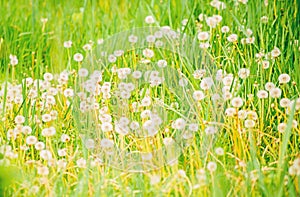 Dandelion field. Fresh green grass and light white dandelion flowers. Natural background. Springtime concept. Many