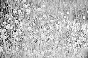 Dandelion field. Fresh green grass and light white dandelion flowers. Natural background. Springtime concept. Many