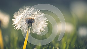A dandelion in a field of grass
