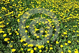 Dandelion in a field of green grass