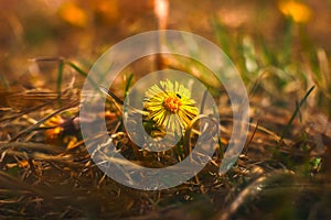 Dandelion in field of green grass