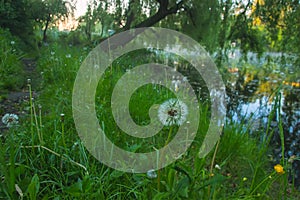 Dandelion in field of green grass