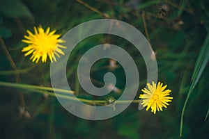 Dandelion in field of green grass