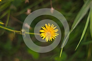 Dandelion in field of green grass