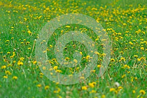 Dandelion field. Green grass in the summer. Textured background. Selective focus and shallow depth of field.