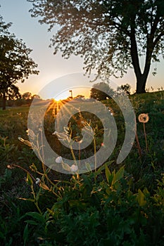 Dandelion field with green grass at sunset time with orange sky