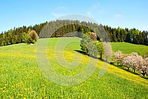 Dandelion Field in High Spring