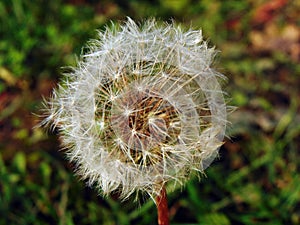 Dandelion on the field in Maramures