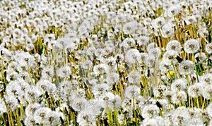 Dandelion field. Flowers background. Spring