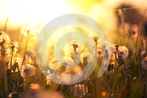 Dandelion field over sunset background