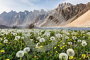 Dandelion field Passu Cones mountains Hunza Pakistan