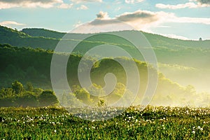 dandelion field in rural landscape at sunrise