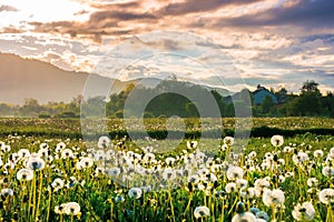 dandelion field in rural landscape at sunrise