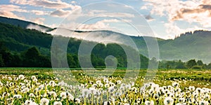 Dandelion field in rural landscape at sunrise