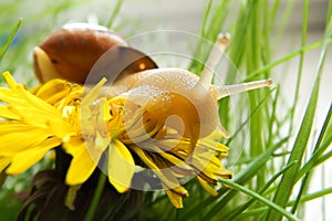 Dandelion field with a snail. Yellow flower on green grass.