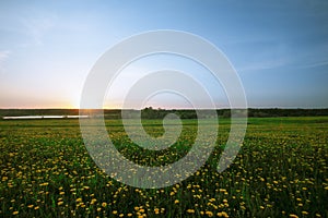 Dandelion field in the spring