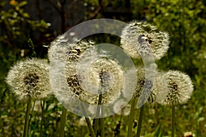 Dandelion field Summer...