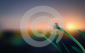 Dandelion on the field in summer