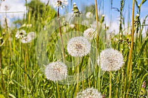 Dandelion Field Summer