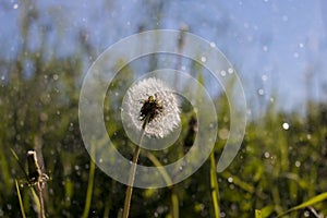 After dandelion field in summer rain