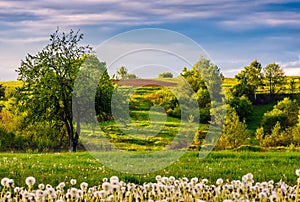 Dandelion field at sunrise in mountains