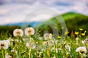 Dandelion field at sunrise in mountains