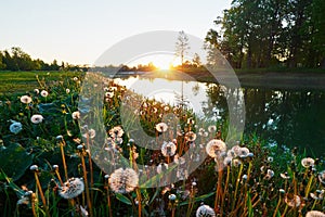 Dandelion field at sunrise near the lake