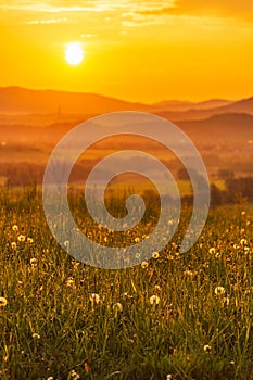 Dandelion field in sunrrise with warm golden hour colors and blurred Beskid mountains