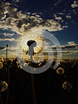 Dandelion field on the sunset