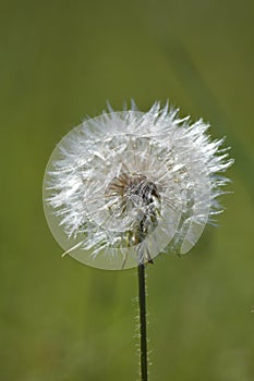 Dandelion in the field at sunset