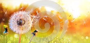 Dandelion In Field At Sunset