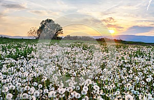 Dandelion field at sunset