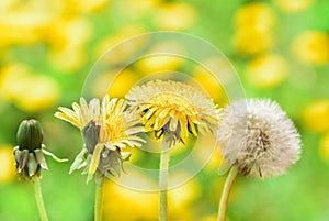 Dandelion In Field At Sunset Freedom to Wish.Four seasons, bud, bud, flower and seed. Life cycle. Stages of birth, childhood,