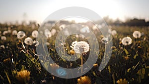 Dandelion field sunset light, spring, freedom