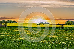 Dandelion field at sunset in spring