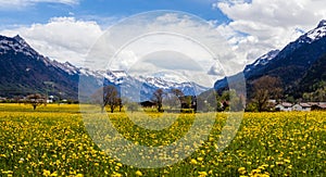 Dandelion field, Switzerland