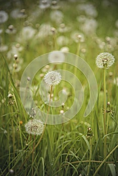 Dandelion field and tall green grass