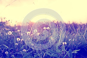 Dandelion field with wild flowers in sunset