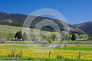 Dandelion Fields