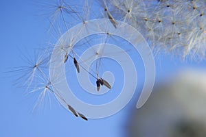 Löwenzahn Flocken 