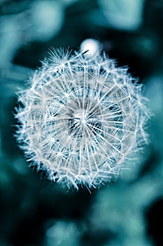 Dandelion flawor