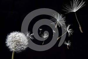 Dandelion with floating seeds