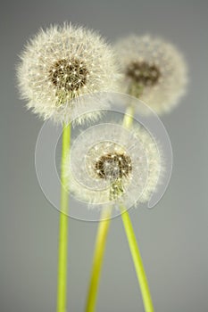 Dandelion florescence photo