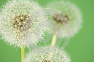Dandelion florescence